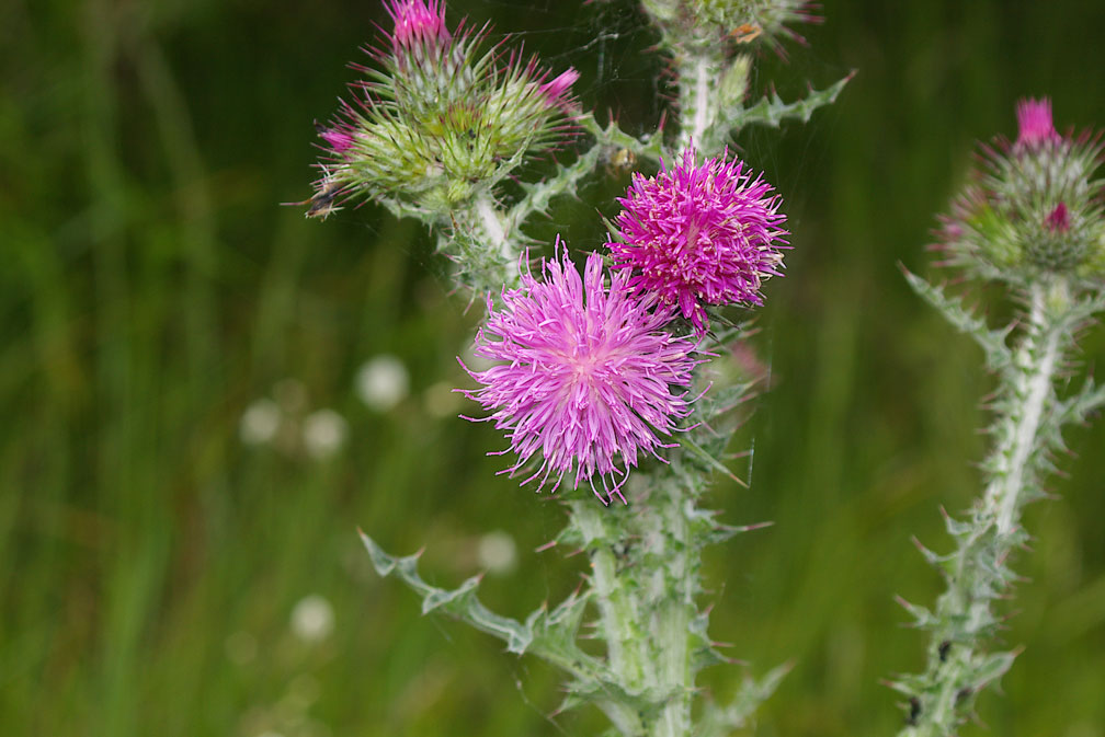 Carduus cfr. tenuiflorus e Onopordum acanthium